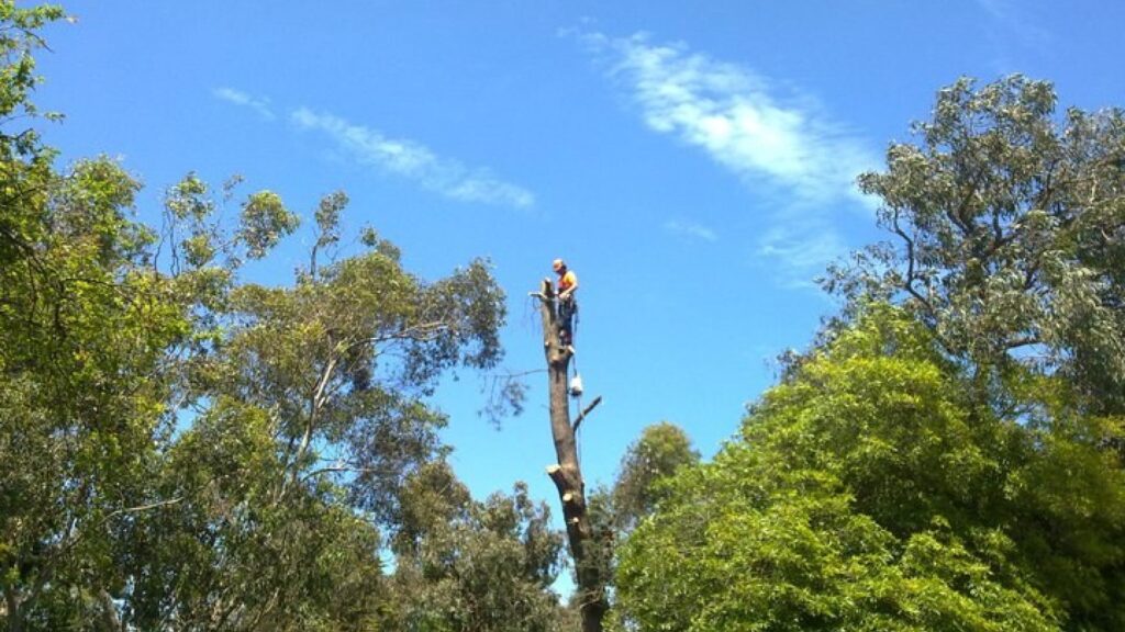 tree removal