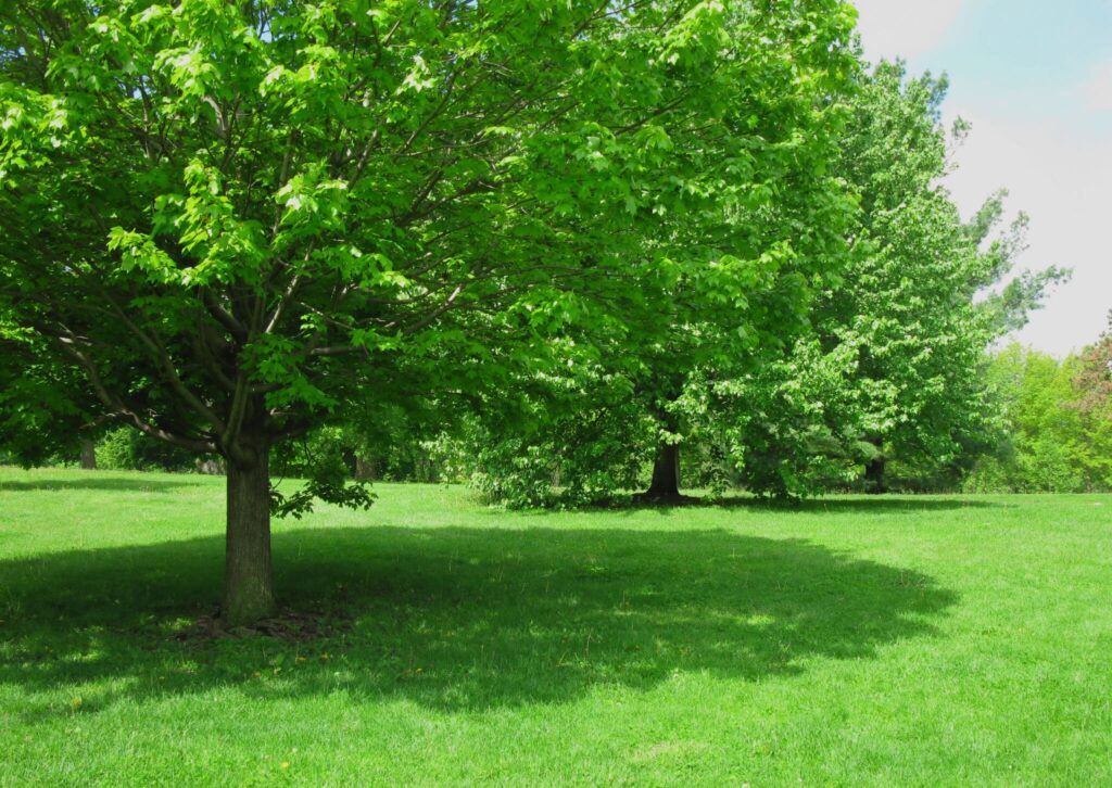 tree removal