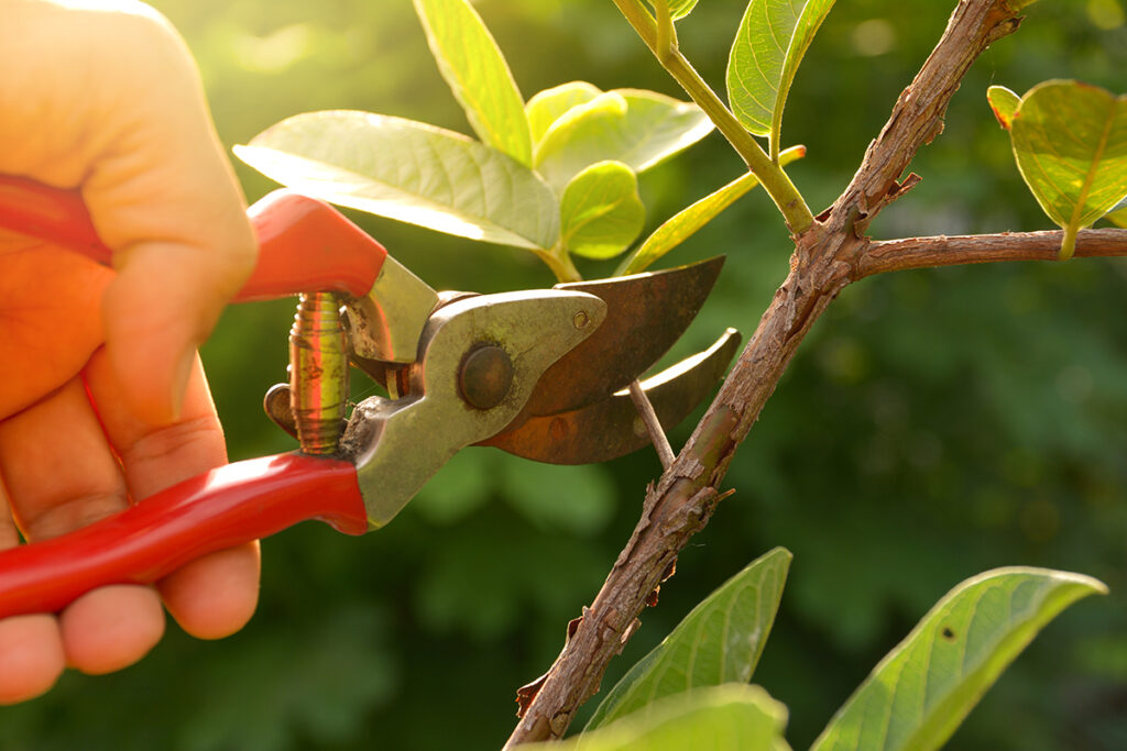 tree pruning
