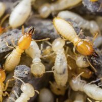 Essential Termite Protection Sydney Homeowners Need to Know