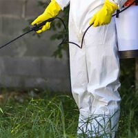 Termite Removal 101: Expert Tips for a Pest-Free Home